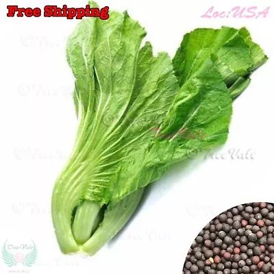 Chinese Asian Mustard Green Seeds| Mustasa Kai Choi Gai Choy Seeds • $1.68