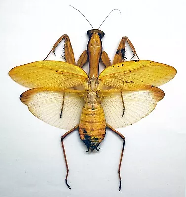 Mantidae - Cameron Highlands Malaysia- Hierodula Sp (Large) Rare Yellow  Form B • $79.98