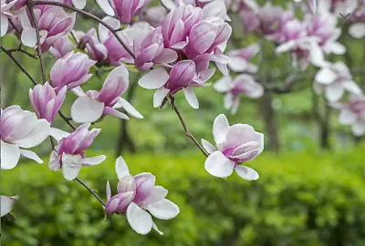 1 'Saucer' Magnolia Seedling/Sapling Flowering ~ Bush ~ Tree  • $29.99