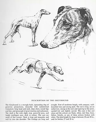 Greyhound - CUSTOM MATTED - 1963 Vintage Dog Art Print  • $17.95