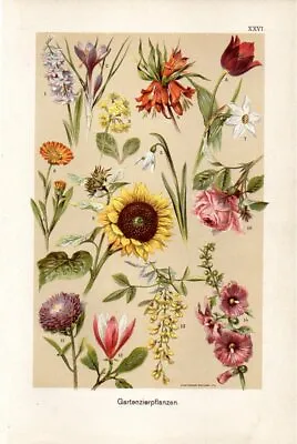 1899 MARTIN CHROMO Primrose Daffodil Tulip Sunflower Magnolia Marigold ... • £11.53