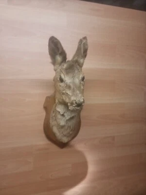 £99.99 • Buy Taxidermy  Deer Head Wooden Shield Mounted