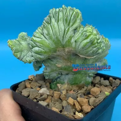 Myrtillocactus Geometrizans Strictum Crest (857) Live Rare Rooted Cactus • $9.99