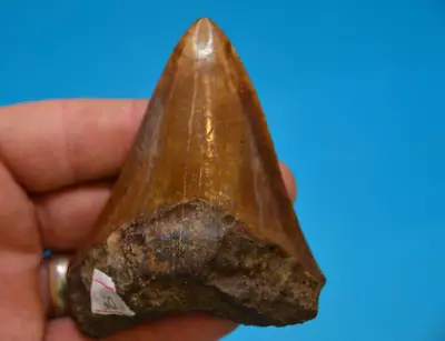 BEAUTIFUL 3.6  MEGALODON SHARK Tooth RIVER FOUND GREAT COLOURS • £85