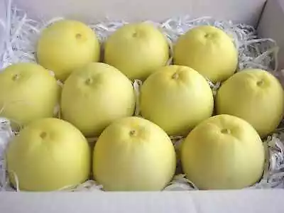 Taiwan Mini Fragrant Honeydew Melon Seeds 25 Seeds 台湾香瓜 • $3.98