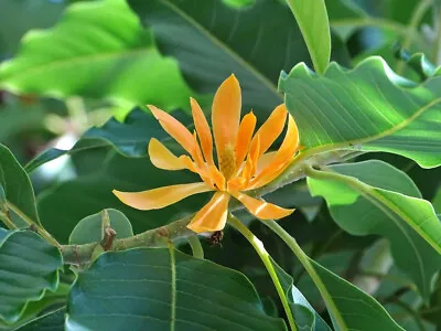 Michelia Champaca Magnolia Tree Shrub 500 Seeds Fragrant Perfume JOY • $59.98