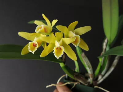 DO - Cattleya Luteola 4n X Self Orchid Species Mini Rare! • $34.99