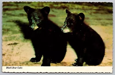 Black Bear Cubs Animals Cancel 1979 Vintage Manitowish Waters Wisconsin Postcard • $9