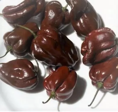 Chocolate Habanero Heirloom Pepper Seeds - B341 • $2.89