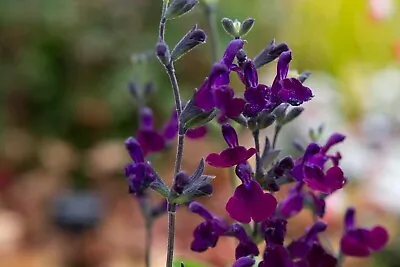 3x Salvia Emperor Perennial Plug Plants Maroon/purple Flowers Sage • £9.95