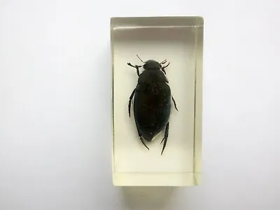 Vintage Asian Water Beetle In Epoxy Resin Taxidermy Black Beetle Insect Taxide • $7.99