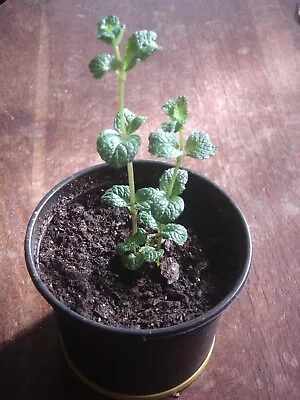 Garden Mint - A Healthy And Fast-growing Herb Plant In A One Litre Pot • £4