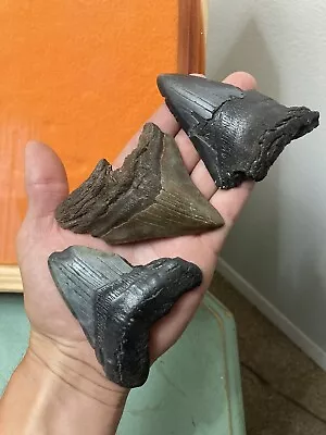 Fossil Megalodon Shark Teeth 3.4”-3.7” Lowcountry SC • $2.25