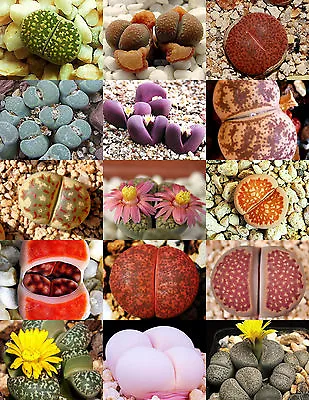 $8.99 • Buy RARE Lithops MIX Succulent Cactus EXOTIC Living Stones Desert Rock Seed 15 SEEDS
