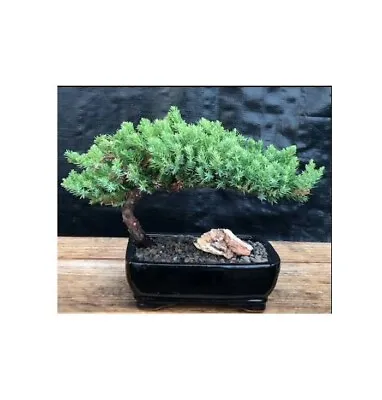 Juniper Bonsai Tree Medium. Juniper Procumbens Nana 7-8  Tall 6 Yo. Easy Care • $69.95