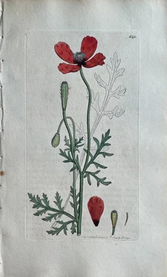 £152.06 • Buy Original Antique Print - Botanical Art Print - James Sowerby - Papaver Argemone