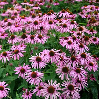 Magnus Coneflower Perennials Flowering Plants Echinacea Purpurea 2L Pot • £22.99