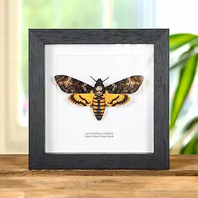 Death's Head Taxidermy Moth Frame (Acherontia Atropos) • $63.13