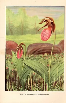 1926 Vintage WILD FLOWER  LADY'S SLIPPER  GORGEOUS COLOR Art Print Lithograph • $6