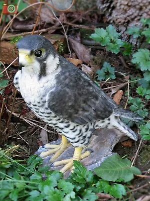 PEREGRINE FALCON Life Size Home & Garden Ornament. Very Realistic. Bird Scarer? • £32.99