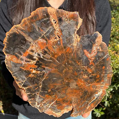 3.4LB Large Beautiful Polished Arizona Red Petrified Wood Slice Mineral Sp • $51