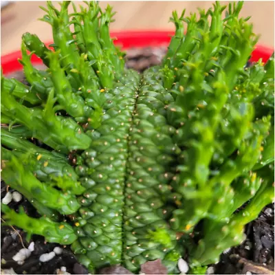 Euphorbia Flanaganii 'Cristata' Rare Crested Succulent Plant • $99.90