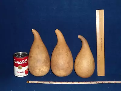 $12.50 • Buy 3 CHUBBY CRAFT GOURDS - 7 1/2  - 8 1/2  TALL - Dried