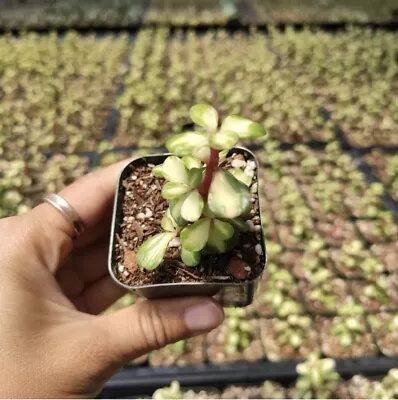 Kaleidoscope Varigated Portulacaria Afra Elephant Bush Succulent Plant Mini Jade • $11.99