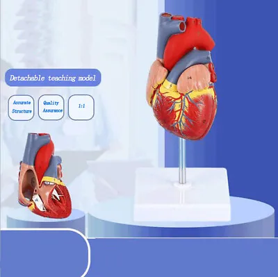 Large Anatomical Model Emulational Heart Anatomy Viscera Medical Cardiac Model • $47.15