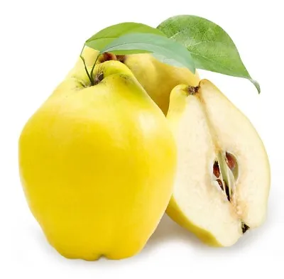Very Delicious Juicy & Aromatic / Giant Quince Tree 5-Finest Seeds / UK Seller! • £1.75