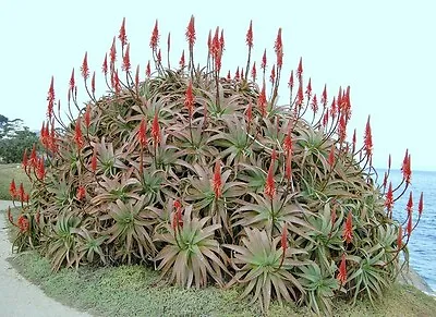 Aloe Arborescens Kranz Vera Healing Medicinal Succulent Rare Plant Seed 10 SEEDS • £8.54