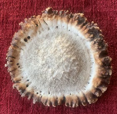 1 Natural Shed Elk Antler Burr           4 -3 1/2 • $30