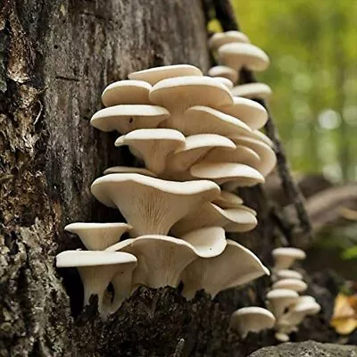 100 Pearl Oyster Mushroom Spawn Plugs To Grow Gourmet Medicinal Mushrooms At Or • $24.30