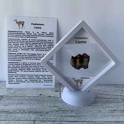 Llama Prehistoric Tooth Fossil In Display Case • $17.99
