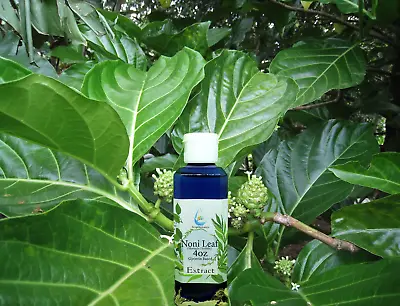 Noni Leaf (Morinda Citrifolia) 4oz & 9oz Glycerin Extract • $9.99