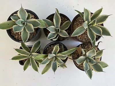 Agave Kissho Kan White Variegated Plant Pack 6 Plants • $70