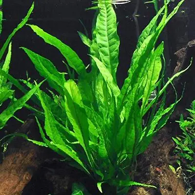 BUY 2 GET 1 FREE Java Fern Microsorum Pteropus Potted Plant Live Aquarium Plants • $8.79
