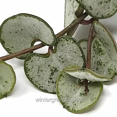 Ceropegia Woodii Silver Glory String Of Hearts • $18.49