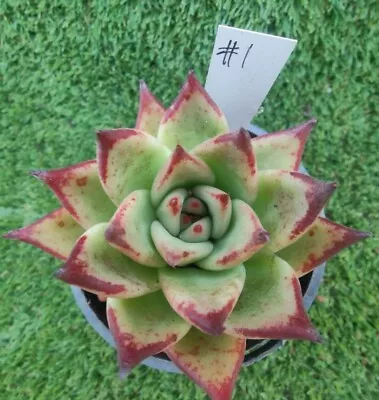 Echeveria Agavoides Ebony  Mexico- Black 9cm Diametersucculent • $35