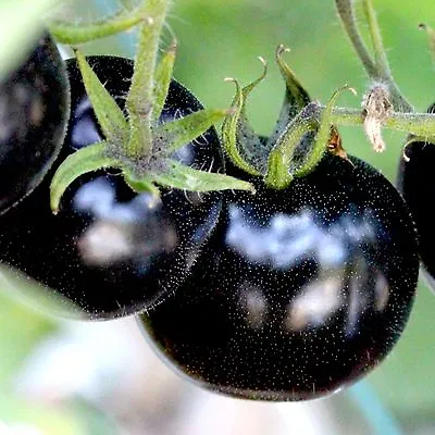 European Black Cherry Tomatoes 30 Seeds Sweet Tasty Heirloom Non-gmo Rare Juicy • $3.29