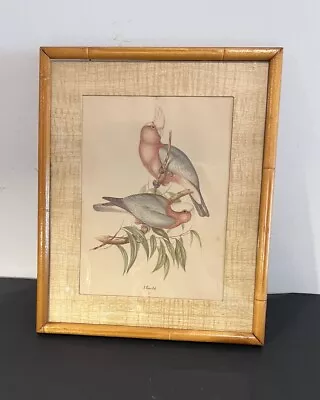 1948 J Gould Framed Pink Breasted Cockatoo Print Bamboo Frame Tropical Bird VTG • $39.76