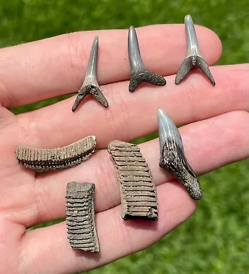 Maryland Fossil Sharks Teeth And Stingray Teeth LOT Collection Megalodon Age • $14.99