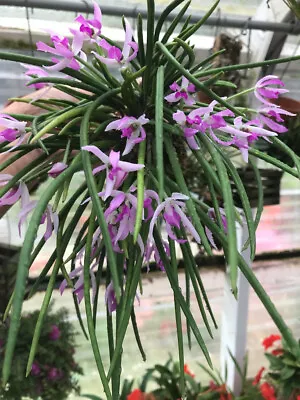 DO -  Leptotes Pohlitinocoi  Mini Cattleya Orchid Several Spikes-8 Buds! • $39.99