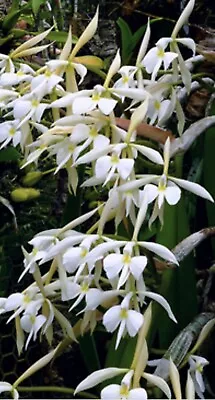 Epidendrum Falcatum. SEEDLING PLANT • $20