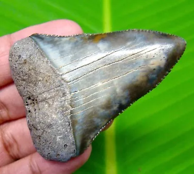 Great White Shark Tooth - 2.31 - Shark Teeth - Huge - Real Fossil - No Repairs • $99