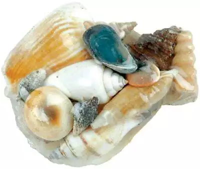 Sea Shells In Pectin Shell 3.2oz Natural • $10.23