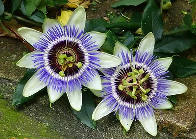 £2.25 • Buy Passiflora Caerulea Passion Flower  X 20 Seeds Climbing Plant 