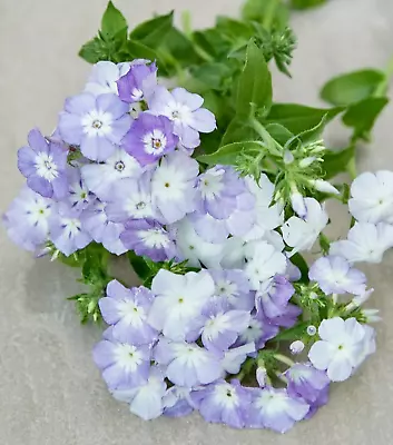 15 Phlox - Phlox Lavender Beauty Seeds • £2.39