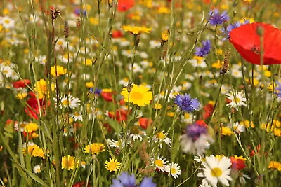  WILD FLOWER MEADOW SEEDS Wild Scented Bee Mixed Meadow NO GRASS Sand Mix 21   • £29