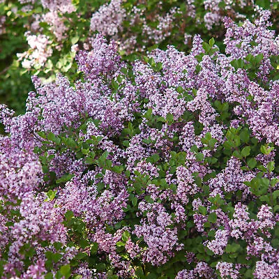 Syringa Miss Kim Dwarf Lilac Deciduous Garden Shrub Purple Flowers In 9cm Pot • £9.99